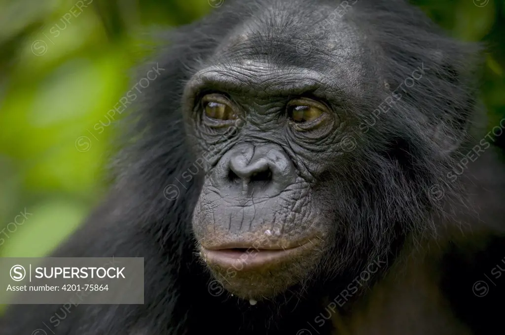 Bonobo (Pan paniscus) female orphan, Sanctuary Lola Ya Bonobo Chimpanzee, Democratic Republic of the Congo