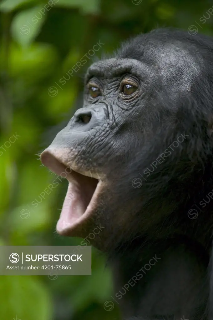 Bonobo (Pan paniscus) female orphan calling, Sanctuary Lola Ya Bonobo Chimpanzee, Democratic Republic of the Congo