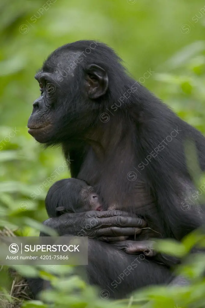 Bonobo (Pan paniscus) female with newborn, Sanctuary Lola Ya Bonobo Chimpanzee, Democratic Republic of the Congo