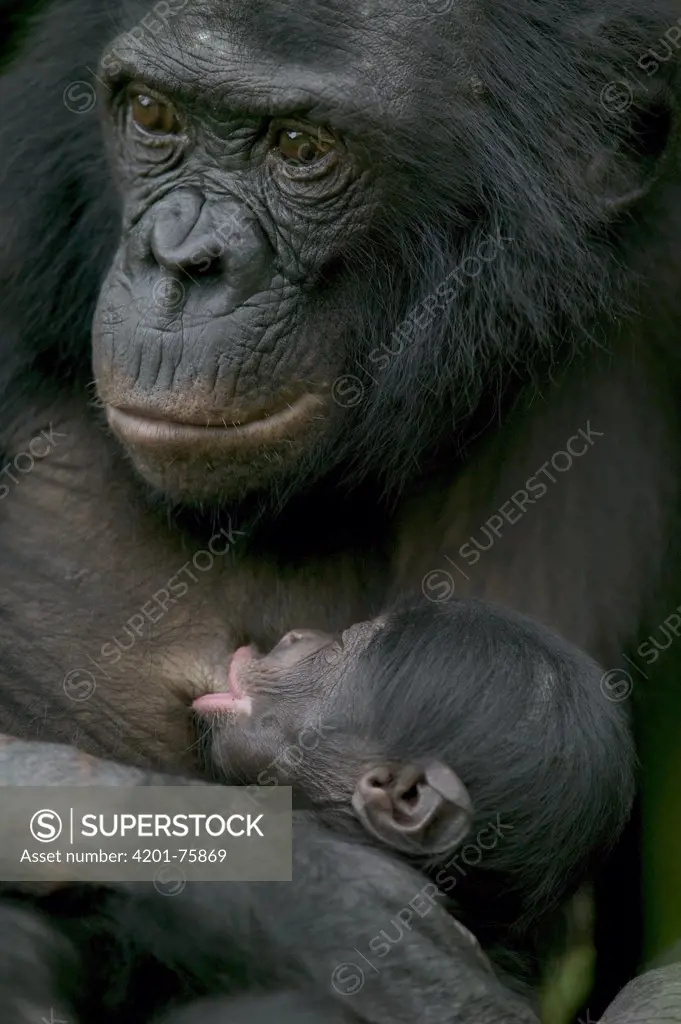 Bonobo (Pan paniscus) female nursing newborn, Sanctuary Lola Ya Bonobo Chimpanzee, Democratic Republic of the Congo