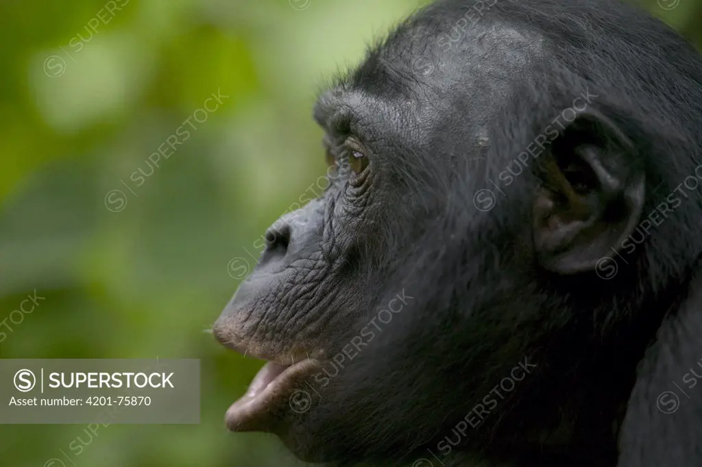 Bonobo (Pan paniscus) female orphan calling, Sanctuary Lola Ya Bonobo Chimpanzee, Democratic Republic of the Congo