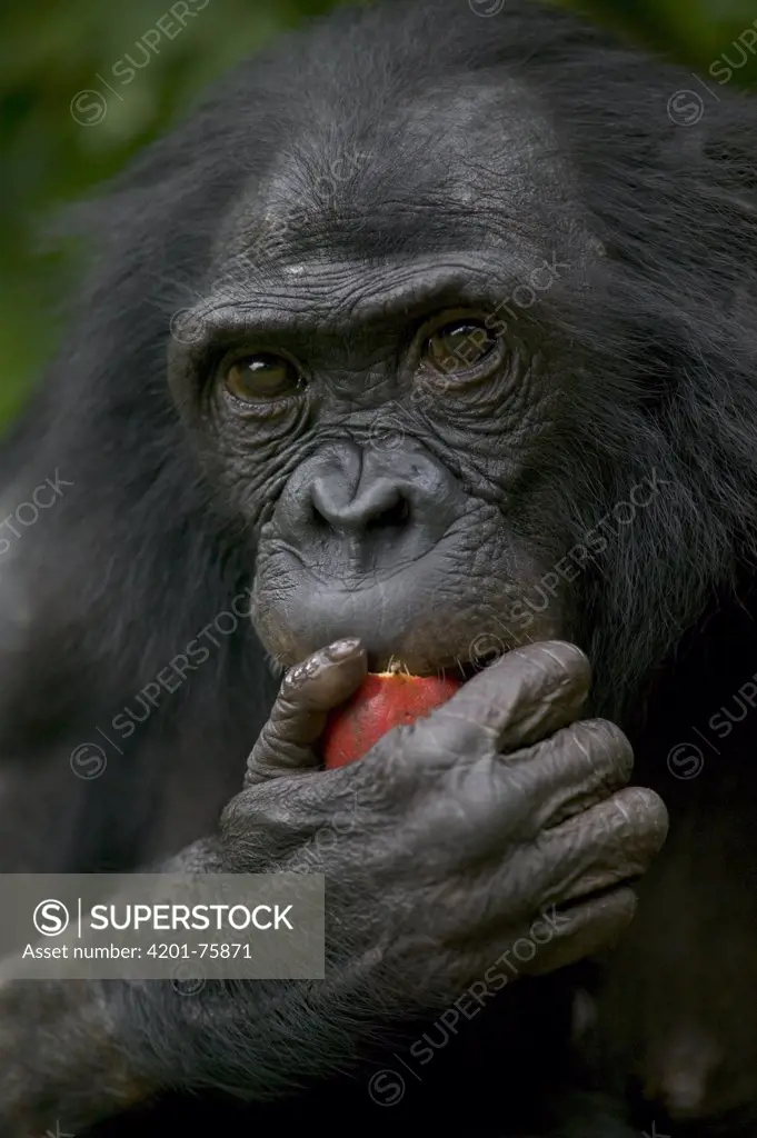 Bonobo (Pan paniscus) female orphan feeding, Sanctuary Lola Ya Bonobo Chimpanzee, Democratic Republic of the Congo