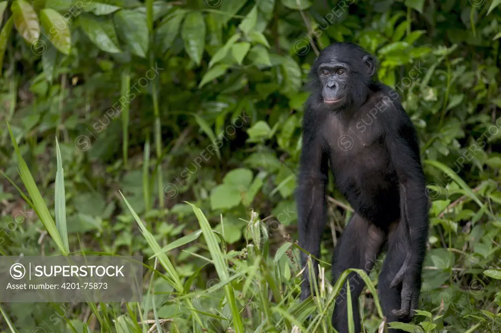 Bonobo (Pan paniscus) young orphan, Sanctuary Lola Ya Bonobo Chimpanzee, Democratic Republic of the Congo