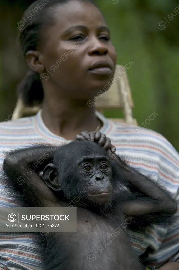 Bonobo (Pan paniscus) orphan baby with adoptive mother, Sanctuary Lola Ya Bonobo Chimpanzee, Democratic Republic of the Congo