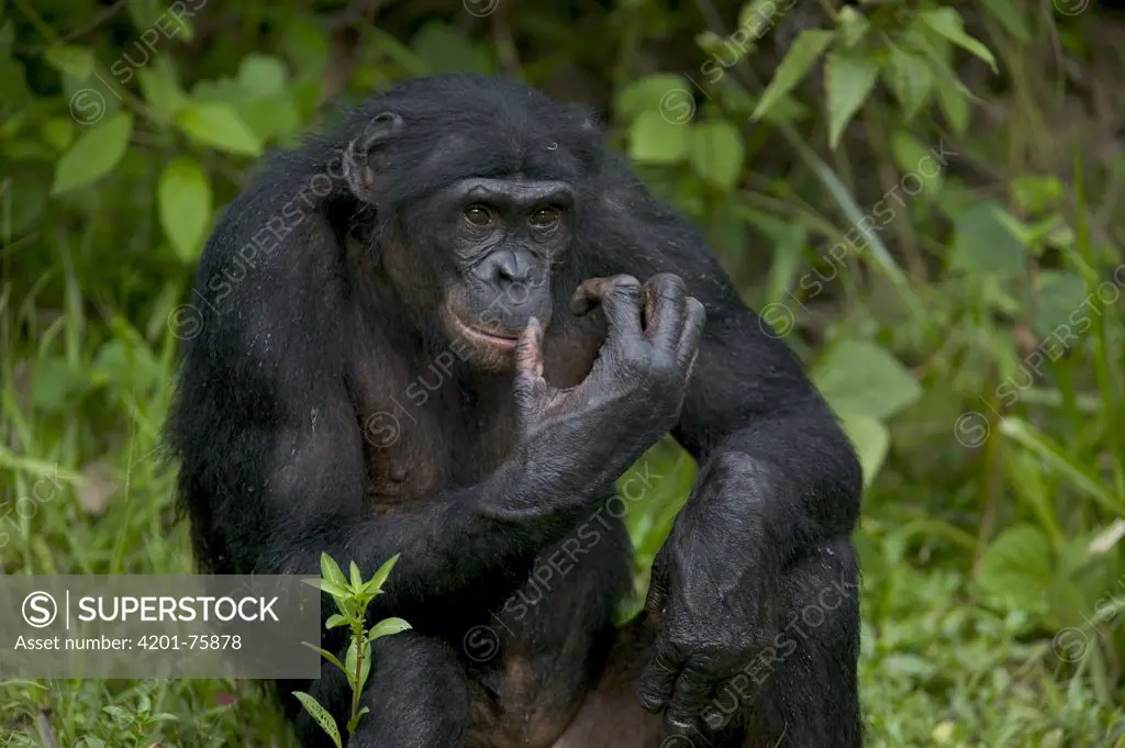 Bonobo (Pan paniscus) male orphan, Sanctuary Lola Ya Bonobo Chimpanzee, Democratic Republic of the Congo