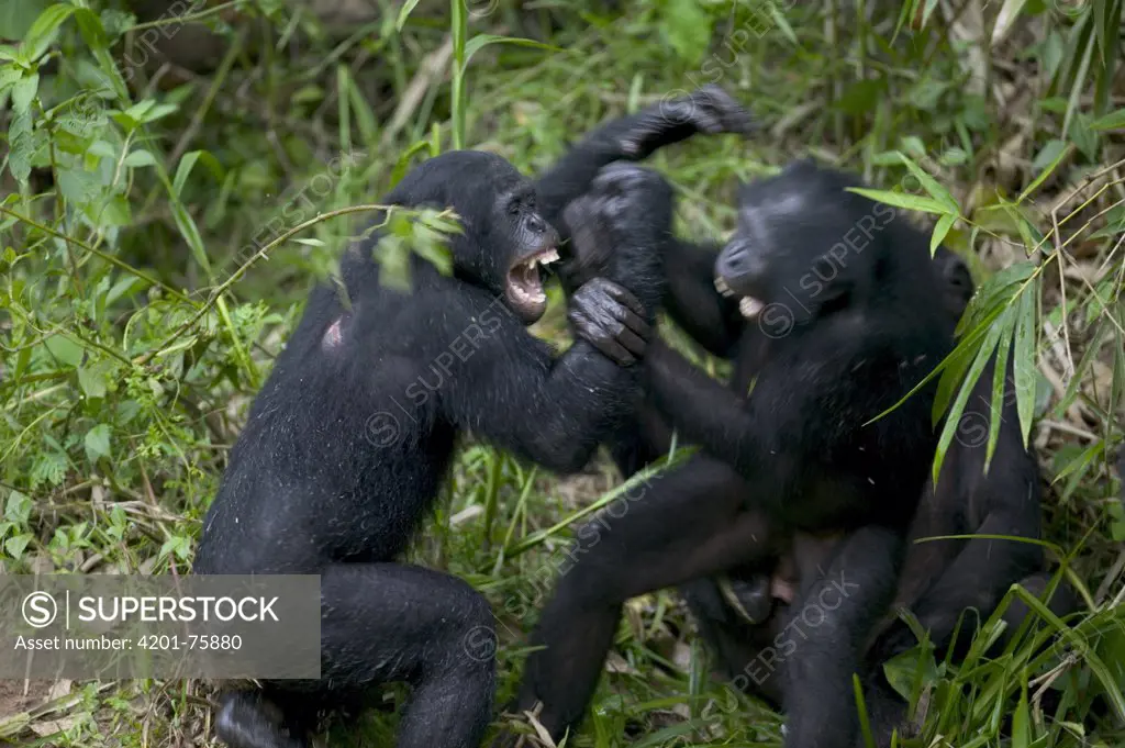 Bonobo (Pan paniscus) orphans playing, Sanctuary Lola Ya Bonobo Chimpanzee, Democratic Republic of the Congo