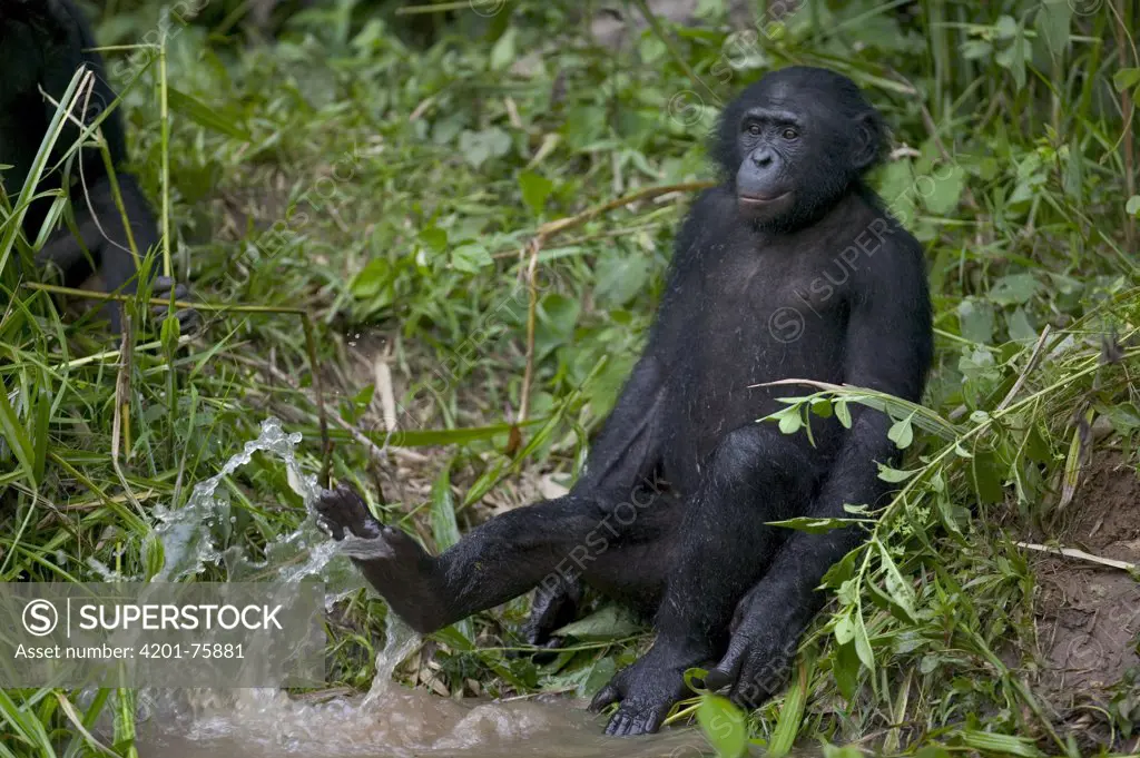 Bonobo (Pan paniscus) orphan playing with water, Sanctuary Lola Ya Bonobo Chimpanzee, Democratic Republic of the Congo