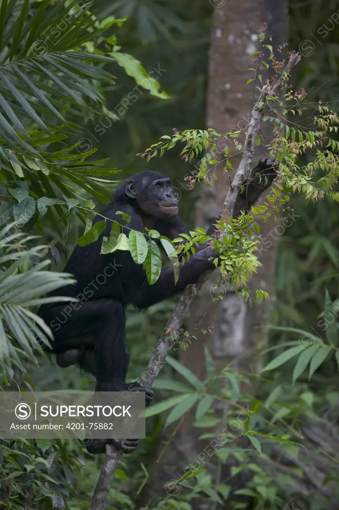 Bonobo (Pan paniscus) male orphan in tree, Sanctuary Lola Ya Bonobo Chimpanzee, Democratic Republic of the Congo
