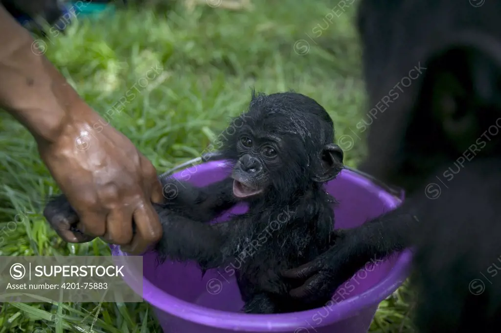 Bonobo (Pan paniscus), bath time for orphan infants with their adoptive mother, Sanctuary Lola Ya Bonobo Chimpanzee, Democratic Republic of the Congo
