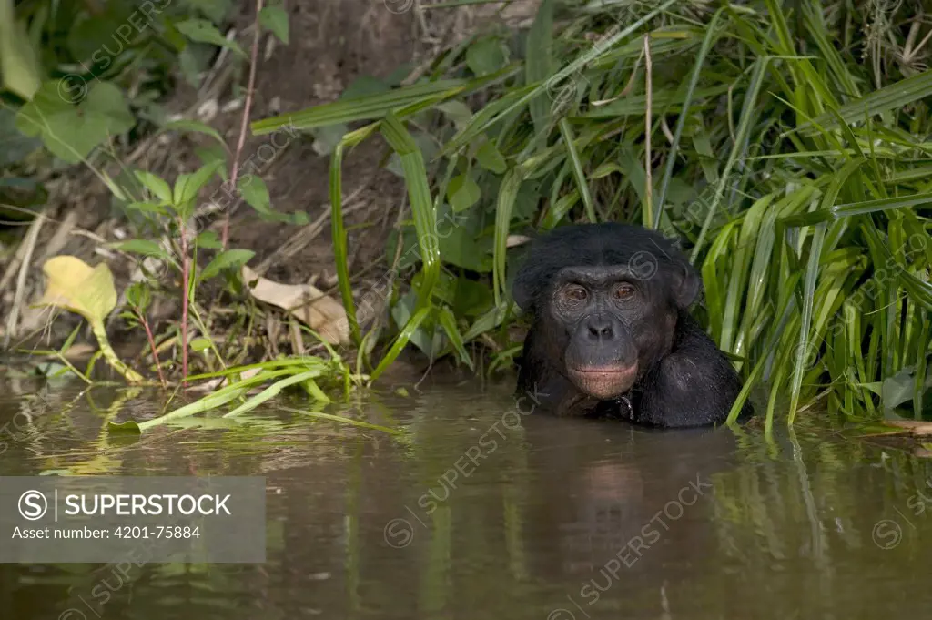 Bonobo (Pan paniscus) male orphan bathing, Sanctuary Lola Ya Bonobo Chimpanzee, Democratic Republic of the Congo