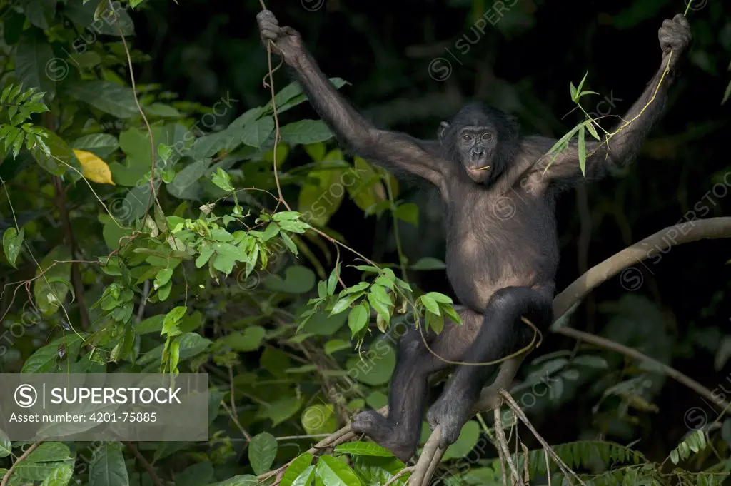 Bonobo (Pan paniscus) orphan, Sanctuary Lola Ya Bonobo Chimpanzee, Democratic Republic of the Congo