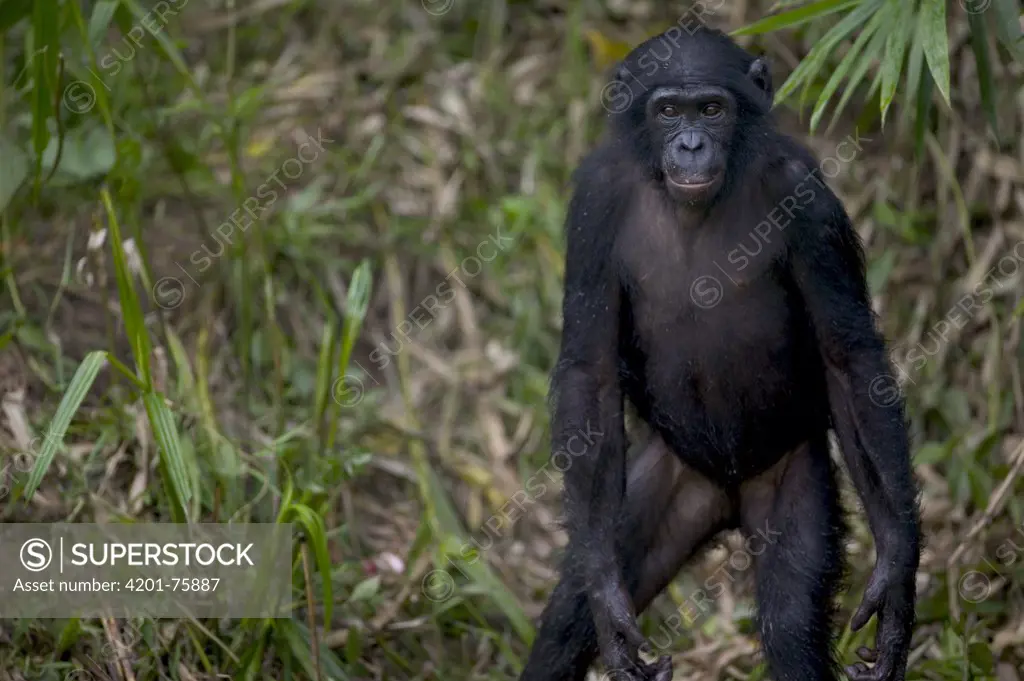 Bonobo (Pan paniscus), Sanctuary Lola Ya Bonobo Chimpanzee, Democratic Republic of the Congo