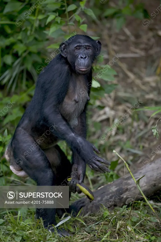 Bonobo (Pan paniscus) female orphan, sexually receptive, Sanctuary Lola Ya Bonobo Chimpanzee, Democratic Republic of the Congo