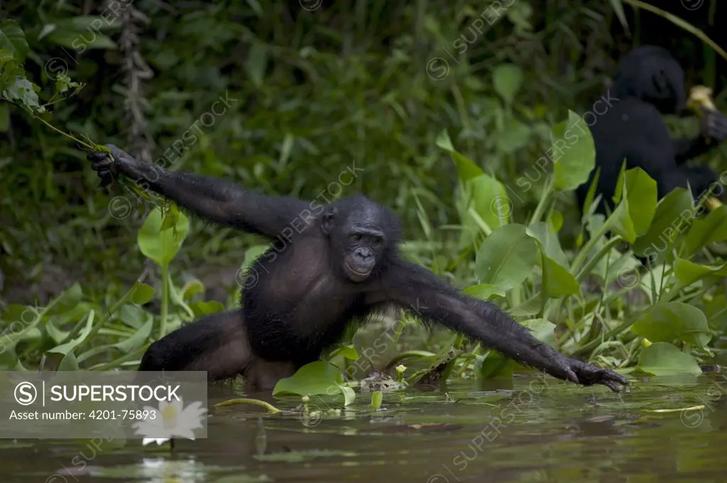 Bonobo (Pan paniscus), orphan reaching for floating food, Sanctuary Lola Ya Bonobo Chimpanzee, Democratic Republic of the Congo