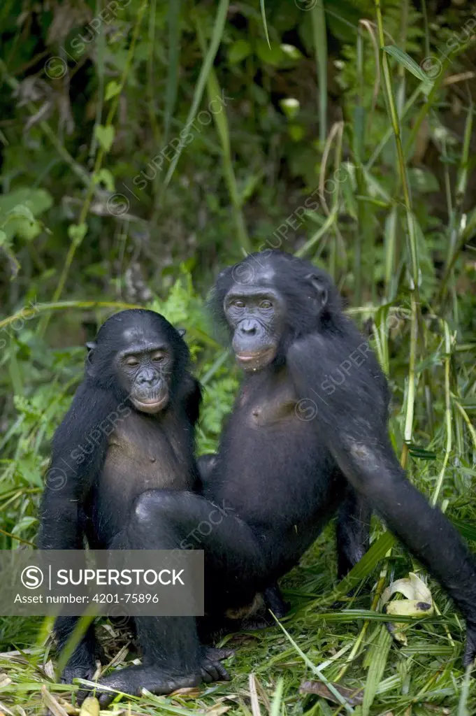 Bonobo (Pan paniscus) orphans, Sanctuary Lola Ya Bonobo Chimpanzee, Democratic Republic of the Congo