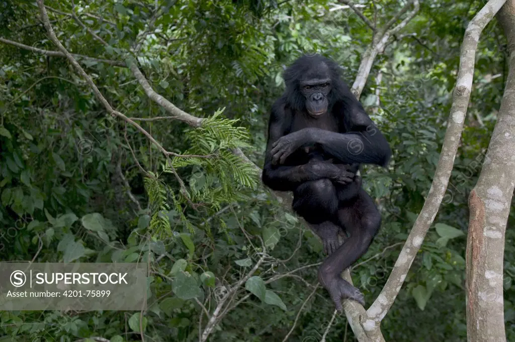Bonobo (Pan paniscus) female orphan with newborn, Sanctuary Lola Ya Bonobo Chimpanzee, Democratic Republic of the Congo