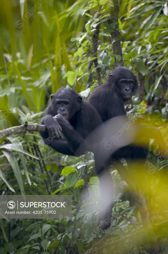 Bonobo (Pan paniscus) adolescent orphans, Lola Ya Bonobo Chimpanzee, Democratic Republic of the Congo