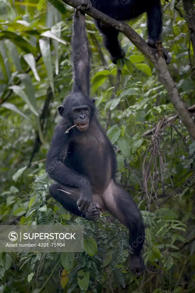 Bonobo (Pan paniscus) adolescent orphan hanging from branch, Sanctuary Lola Ya Bonobo Chimpanzee, Democratic Republic of the Congo