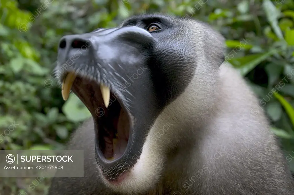 Drill (Mandrillus leucophaeus) adult male yawning from embarrasment, Pandrillus Drill Sanctuary, Nigeria