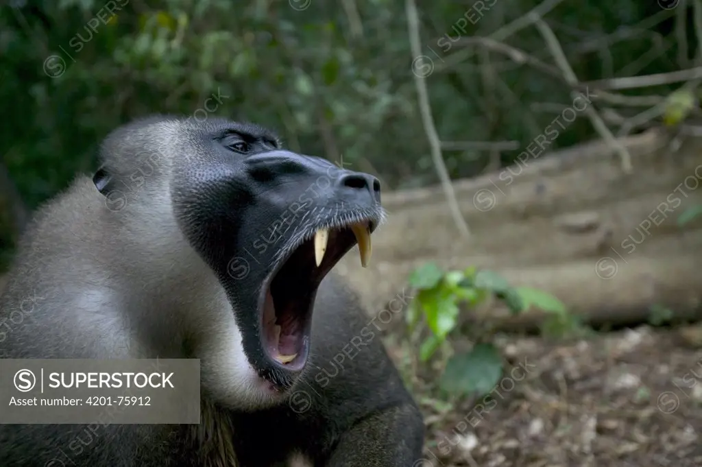 Drill (Mandrillus leucophaeus) adult male yawning, Pandrillus Drill Sanctuary, Nigeria. Sequence 1/3