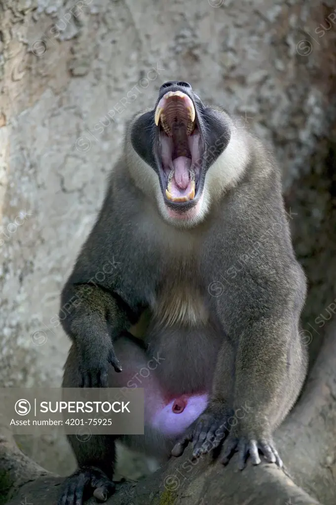 Drill (Mandrillus leucophaeus) adult male yawning, Pandrillus Drill Sanctuary, Cross River State in Calabar, Nigeria