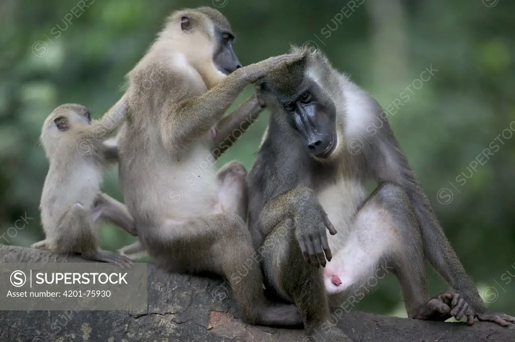 Drill (Mandrillus leucophaeus) pair of adults and baby grooming each other, Pandrillus Drill Sanctuary, Nigeria