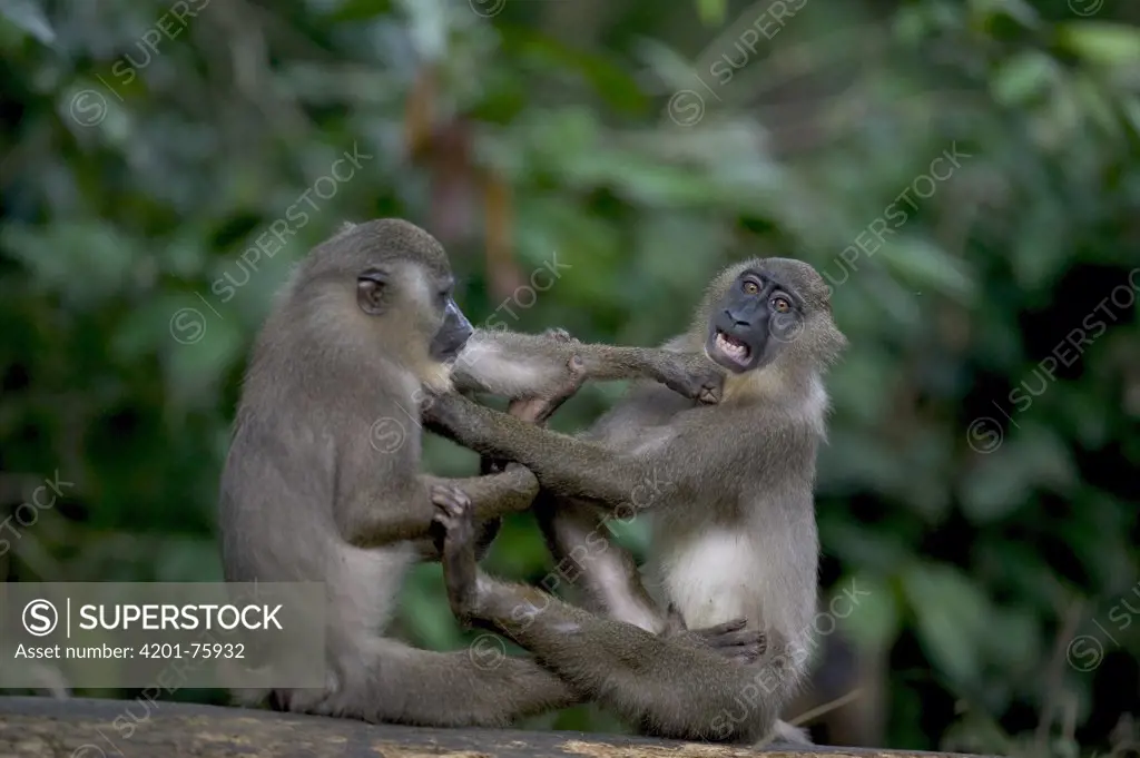 Drill (Mandrillus leucophaeus) young males playing, Pandrillus Drill Sanctuary, Nigeria