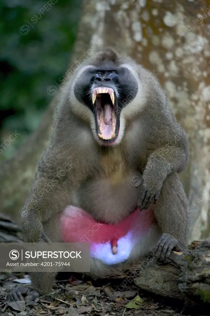 Drill (Mandrillus leucophaeus) adult male yawning, Pandrillus Drill Sanctuary, Nigeria