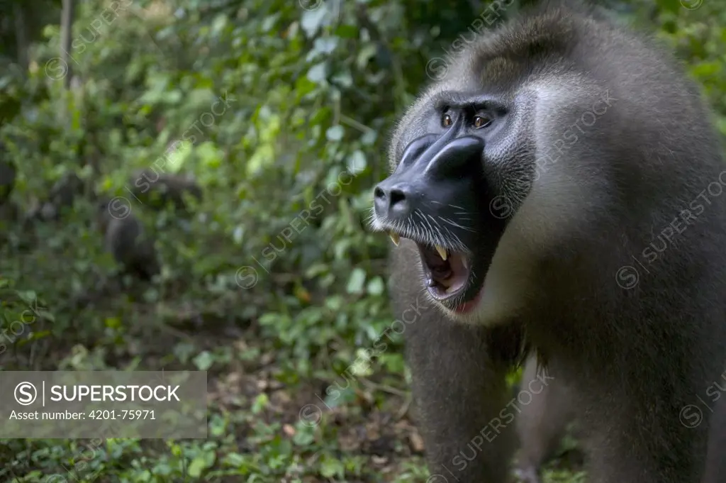 Drill (Mandrillus leucophaeus) adult male yawning, Pandrillus Drill Sanctuary, Nigeria