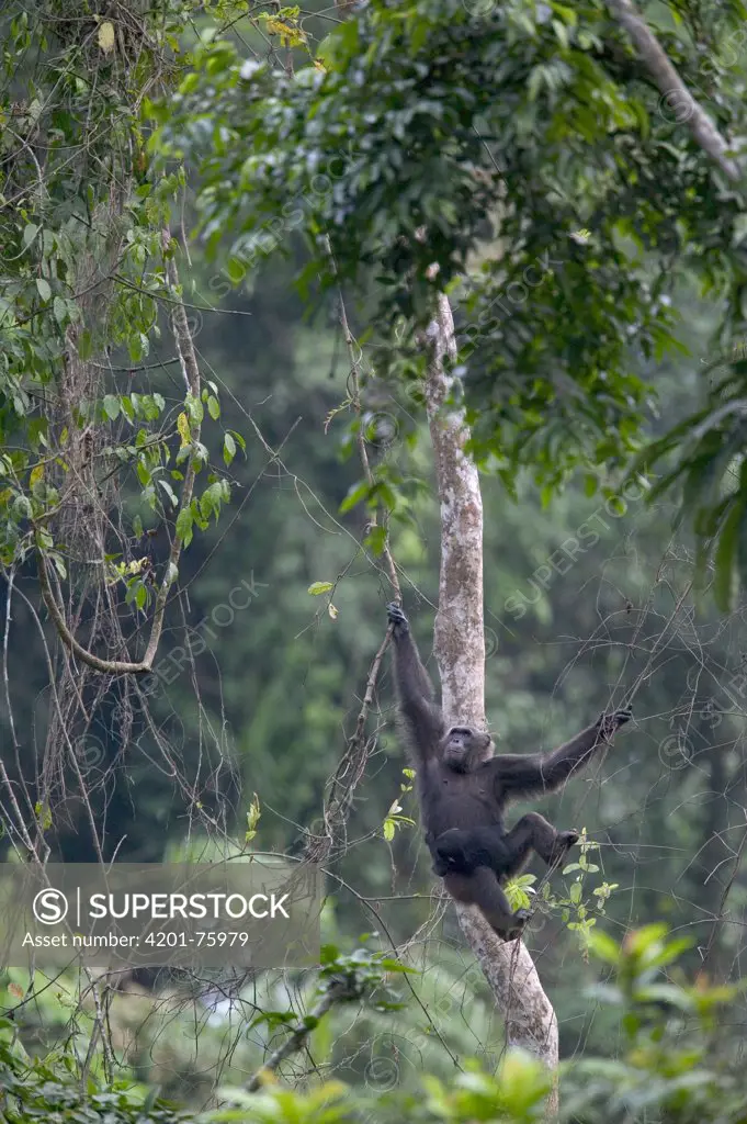 Chimpanzee (Pan troglodytes) adult female swinging with baby, Pandrillus Drill Sanctuary, Nigeria