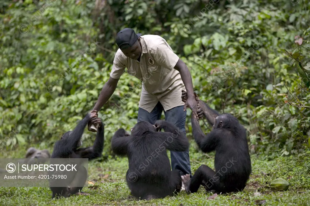 Chimpanzee (Pan troglodytes) trio playing with keeper, Pandrillus Drill Sanctuary, Nigeria