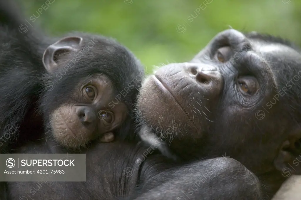 Chimpanzee (Pan troglodytes) adult female and infant, Pandrillus Drill Sanctuary, Nigeria