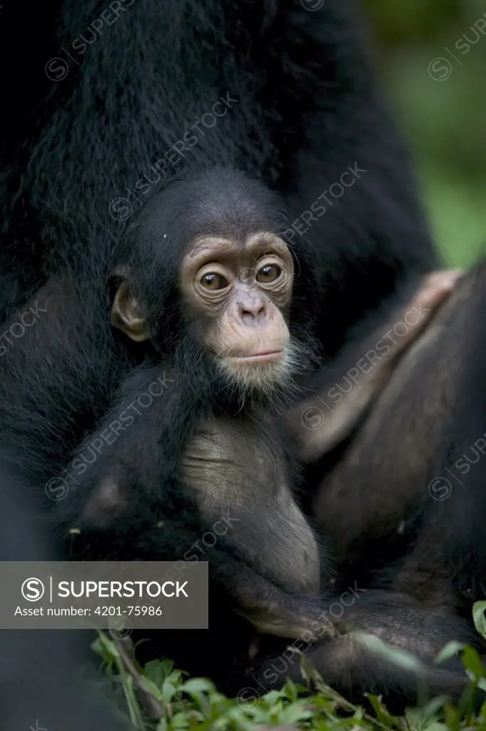 Chimpanzee (Pan troglodytes) infant, Pandrillus Drill Sanctuary, Nigeria