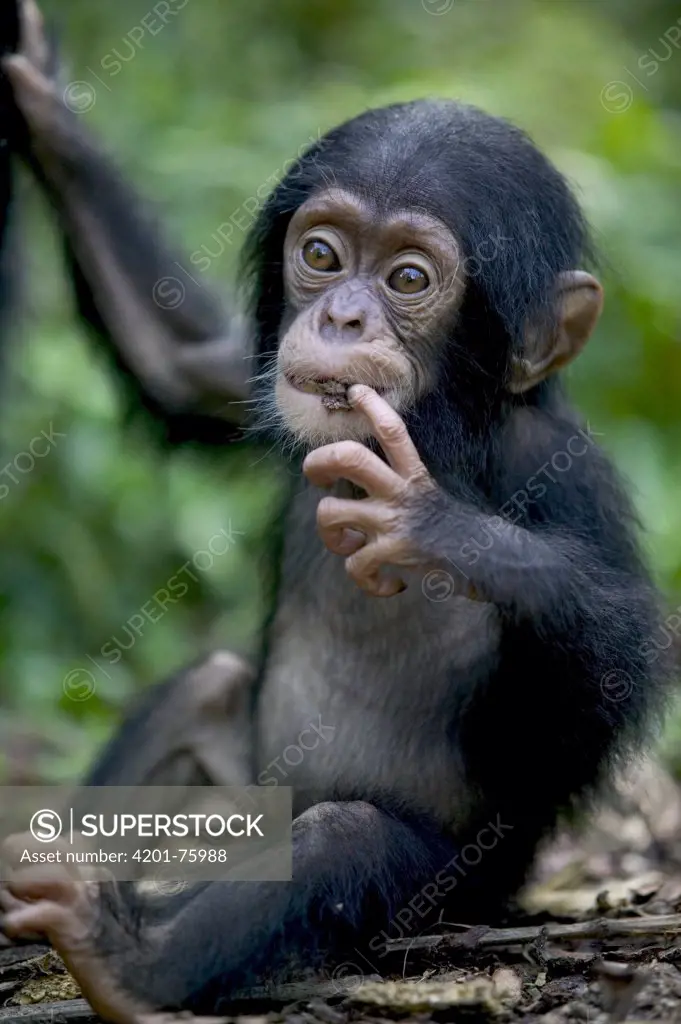 Chimpanzee (Pan troglodytes) infant, Pandrillus Drill Sanctuary, Nigeria