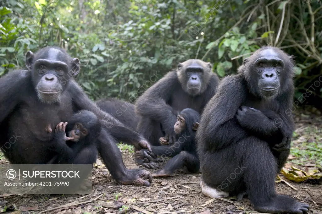 Chimpanzee (Pan troglodytes) adults and young, Pandrillus Drill Sanctuary, Nigeria