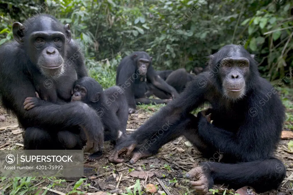 Chimpanzee (Pan troglodytes) adults and young, Pandrillus Drill Sanctuary, Nigeria