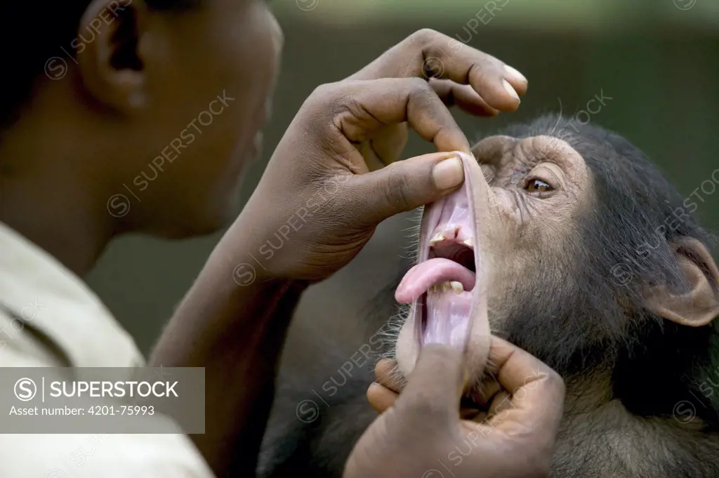 Chimpanzee (Pan troglodytes) young playing with keeper, Pandrillus Drill Sanctuary, Nigeria