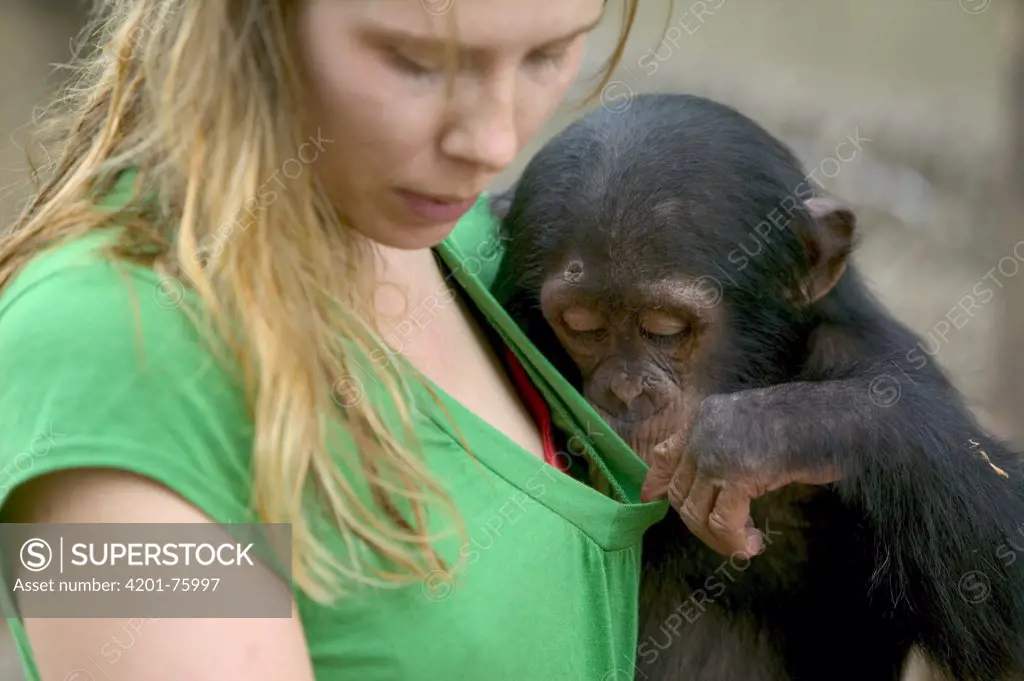 Chimpanzee (Pan troglodytes) baby playing with keeper, Pandrillus Drill Sanctuary, Nigeria