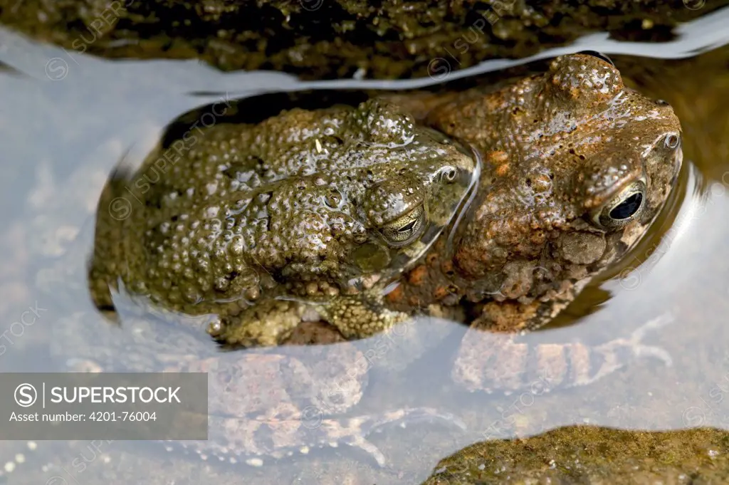 Toads mating in river, Cross River State, Nigeria
