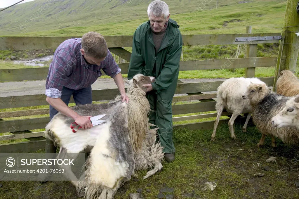 Domestic Sheep (Ovis aries) shearing, Streymoy Island, Faroe Islands