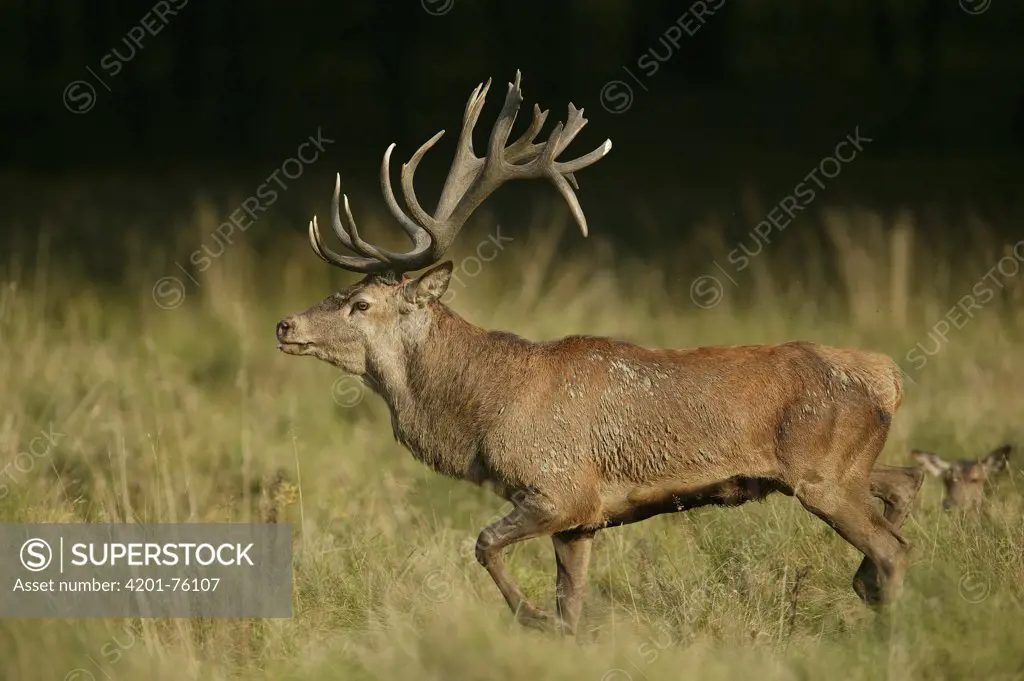 Red Deer (Cervus elaphus) stag in autumn rutting season, Denmark