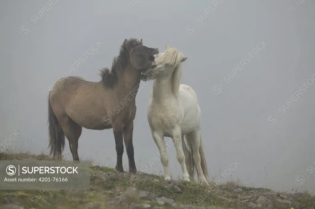 Domestic Horse (Equus caballus) pair in foggy field, central Iceland