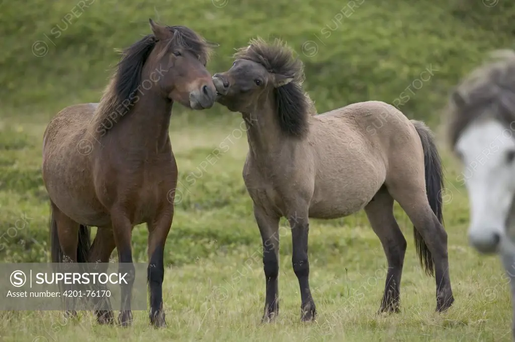 Domestic Horse (Equus caballus) pair interacting, central Iceland