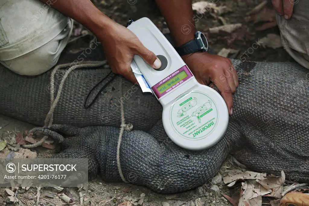 Komodo Dragon (Varanus komodoensis) being implanted with an electronic tracking device, vulnerable, Komodo National Park, Indonesia
