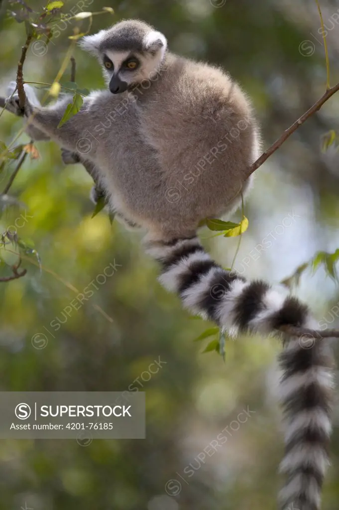 Ring-tailed Lemur (Lemur catta) sitting in a tree, vulnerable, Berenty Private Reserve, Madagascar