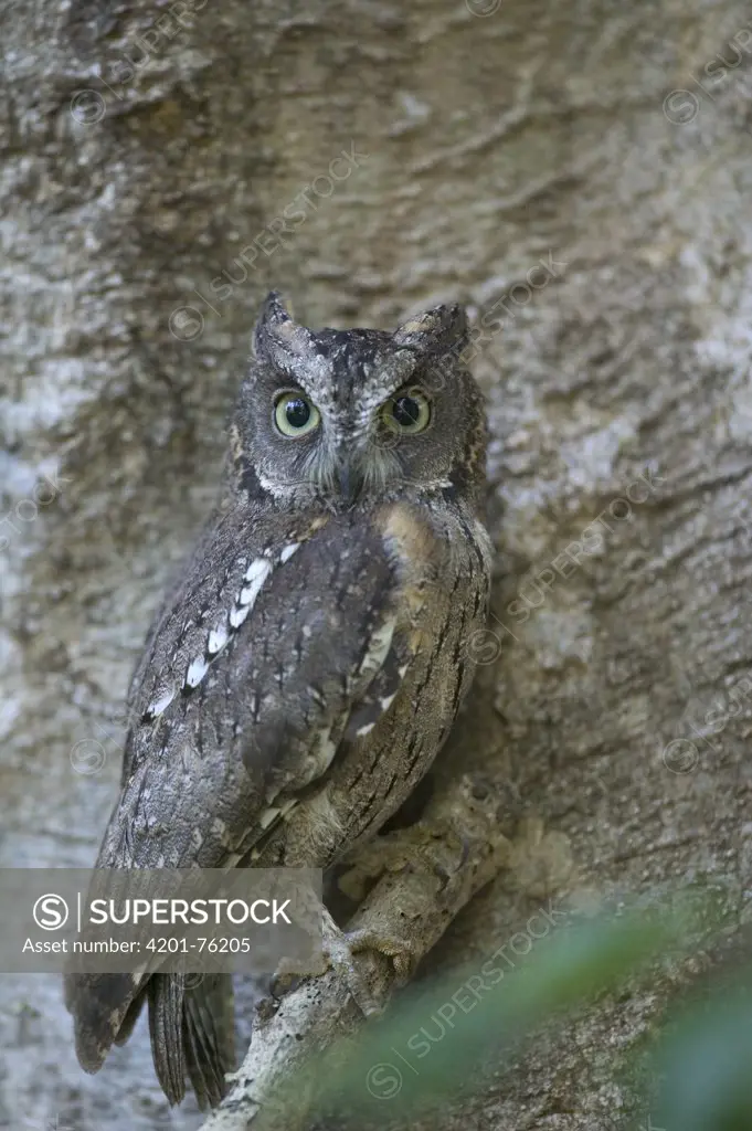 Malagasy Scops-Owl (Otus rutilus) portrait, Berenty Private Reserve, Madagascar