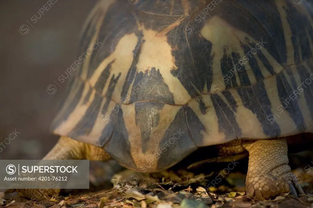 Radiated Tortoise (Geochelone radiata) close up of carapace, vulnerable, Berenty Private Reserve, Madagascar