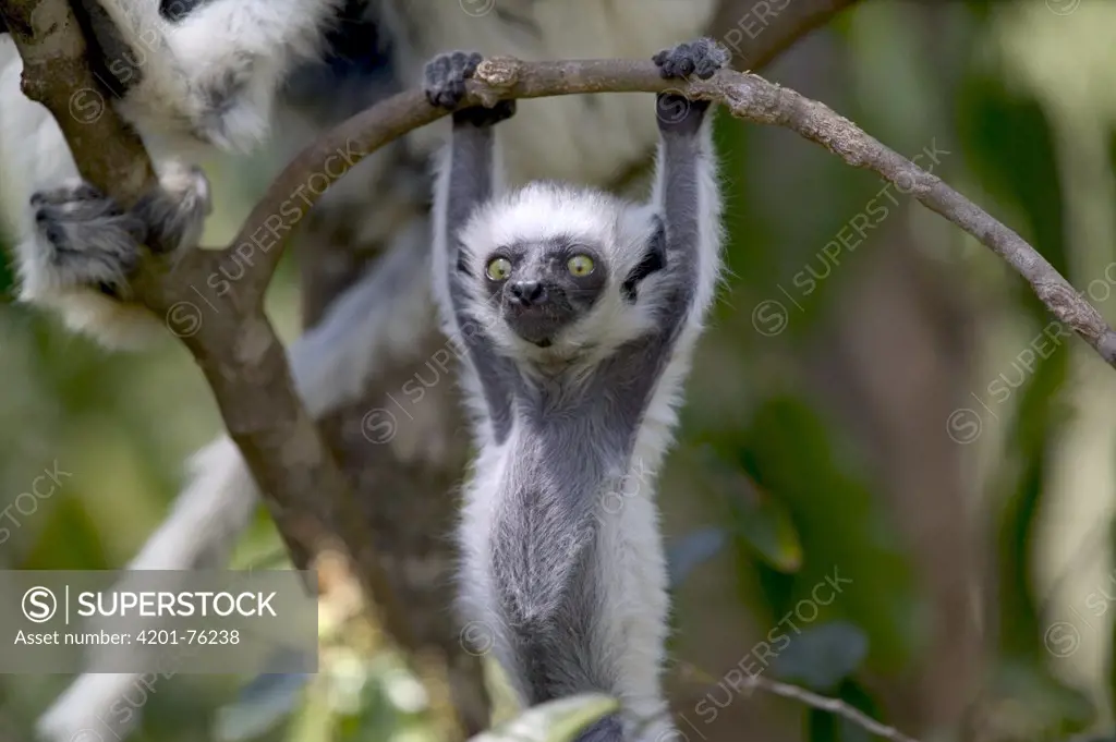 Verreaux's Sifaka (Propithecus verreauxi) baby hanging from tree branch, vulnerable, Berenty Private Reserve, Madagascar