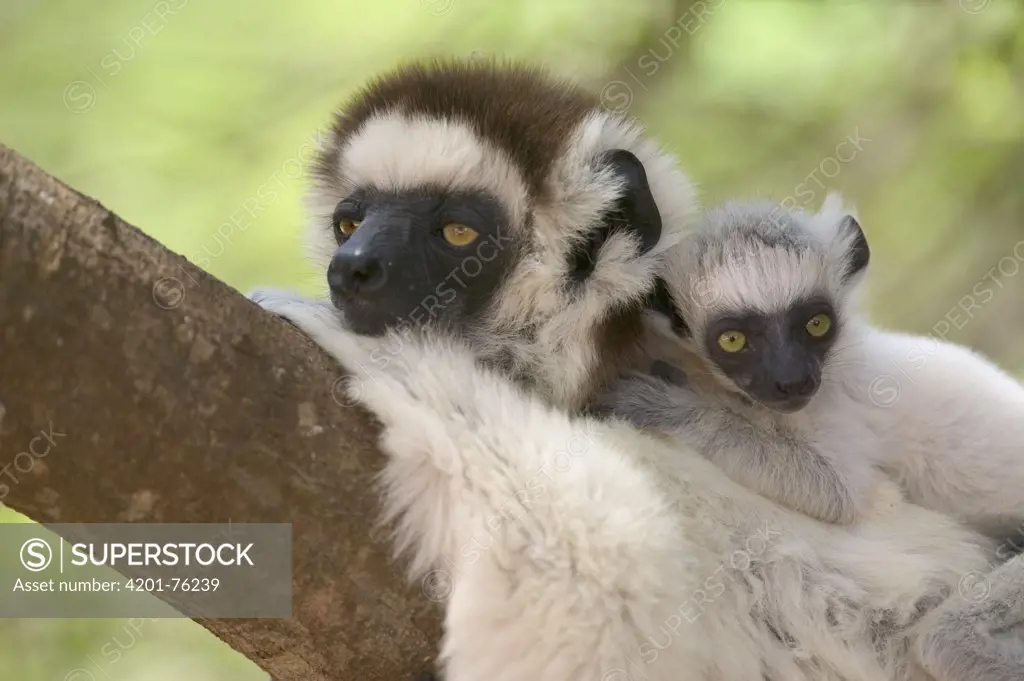 Verreaux's Sifaka (Propithecus verreauxi) mother and baby resting, vulnerable, Berenty Private Reserve, Madagascar