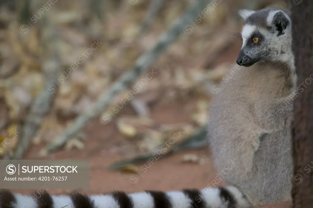 Ring-tailed Lemur (Lemur catta) peeking out from behind a tree, vulnerable, Berenty Private Reserve, Madagascar